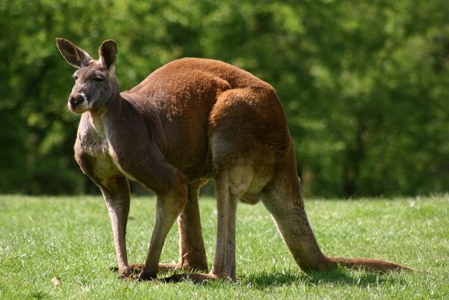 burada yaşayan kanguru
