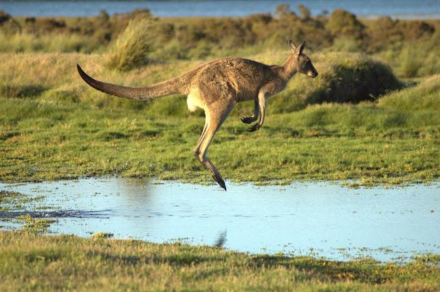 kraj gdzie żyją kangury