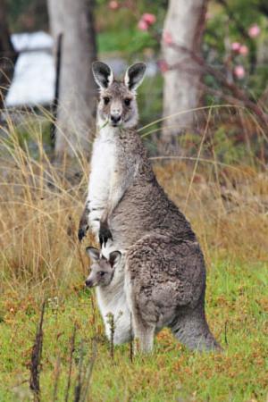 in what country is home to kangaroos