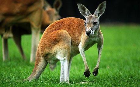 where are the kangaroos except Australia