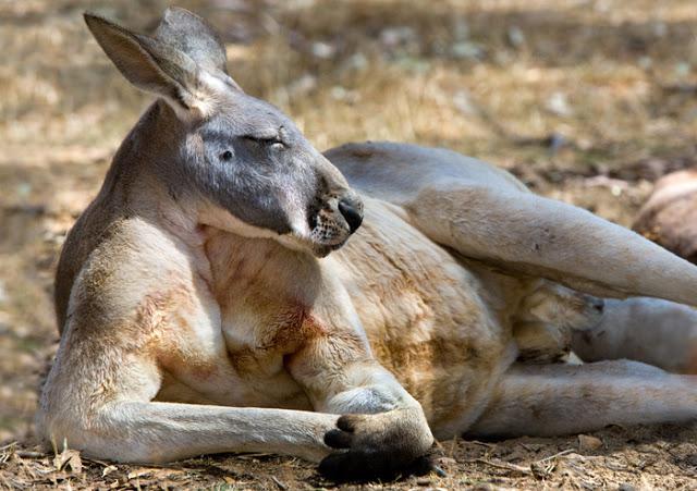 wo Leben die Kängurus in Australien