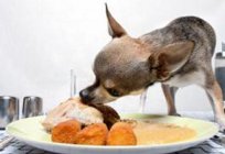 What cereals can be given to dogs? Useful cereals for dogs?