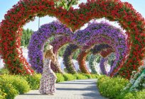 Dubai Miracle Garden: сипаттамасы