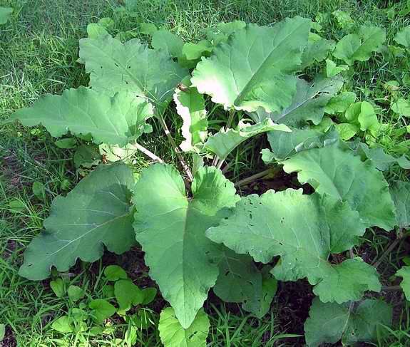 the use of burdock root