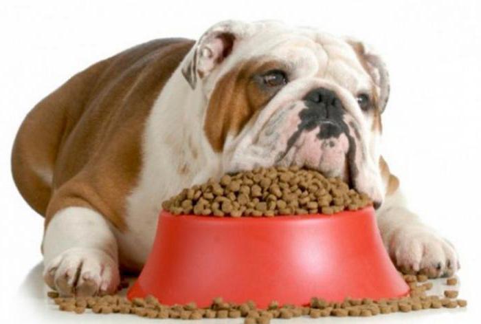  köpekler için kuru gıda, грандорф