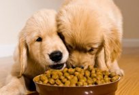 Чим корисний корм для собак 