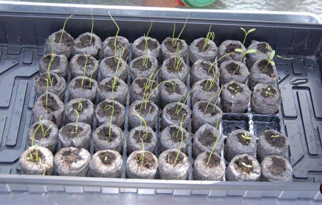 Цибуля порей вирощування з насіння коли садити