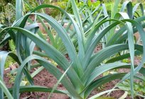 Leeks: growing from seed at home