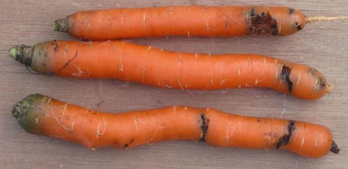 wie man loswerden морковной Fliegen