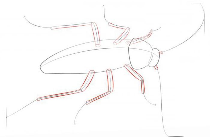 怎么画一只蟑螂有一支铅笔在阶段