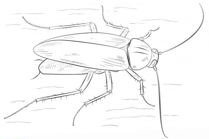 怎么画一只蟑螂有一支铅笔在阶段的孩子