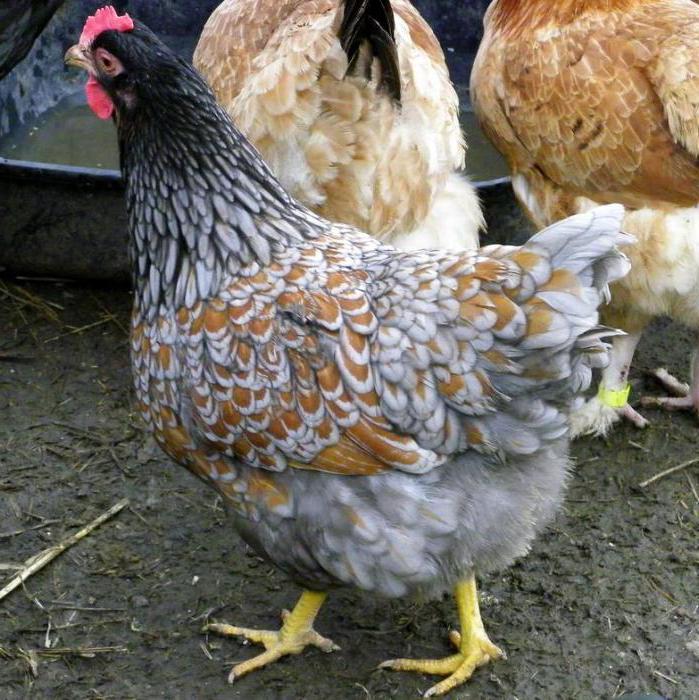 Барневельдер holandeses galinhas descrição