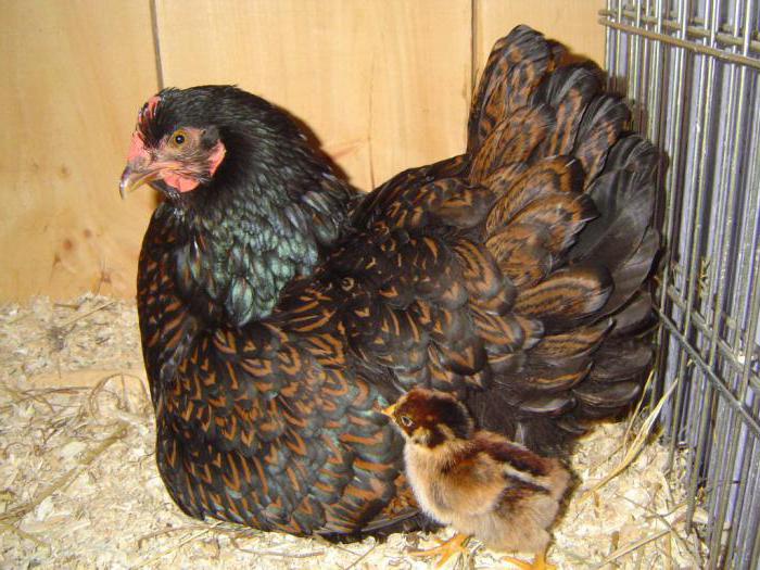 Барневельдеры holandeses galinhas