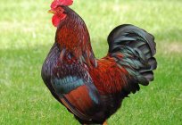 Барневельдер, raça de galinhas: a descrição, fotos e comentários