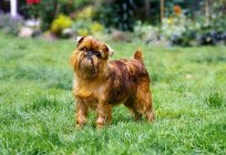 Griffon is a small Belgian dog. Description of the breed, personality and care