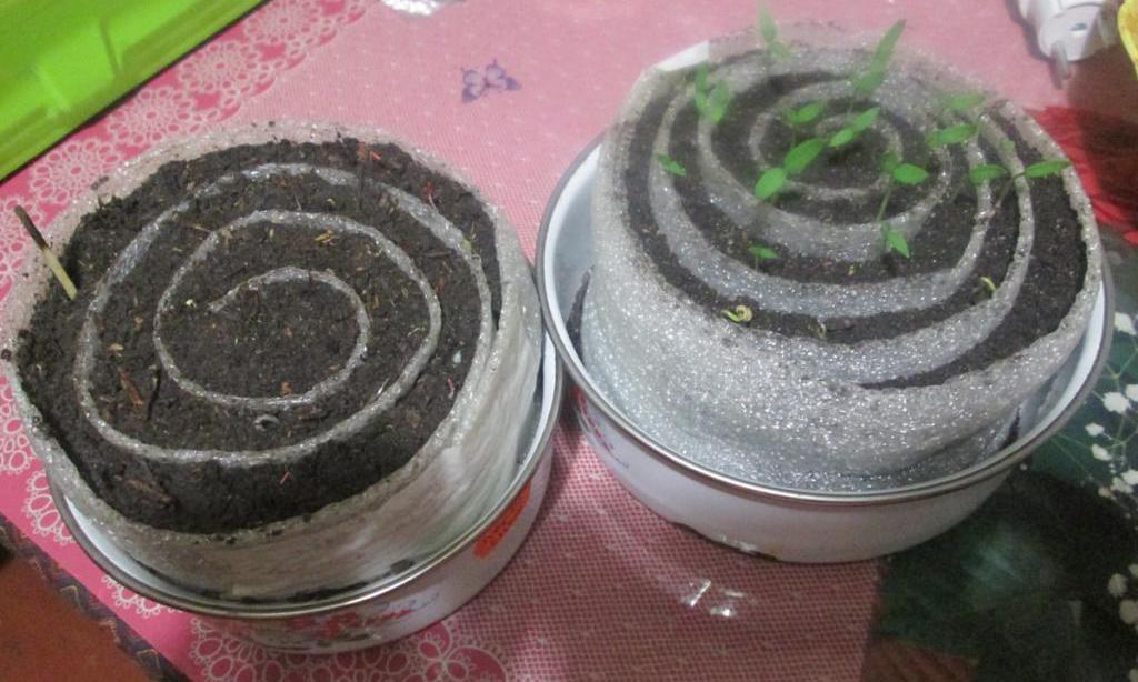 conditions for the germination of seeds
