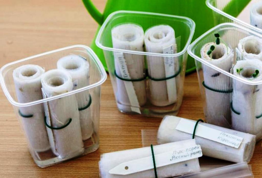 germinating seeds in paper towels