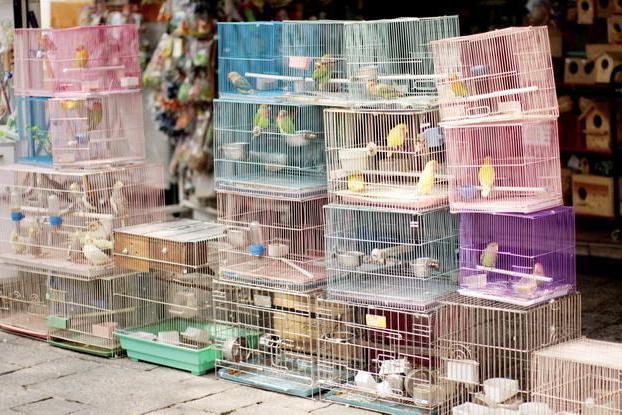 سوق الطيور في يكاترينبورغ