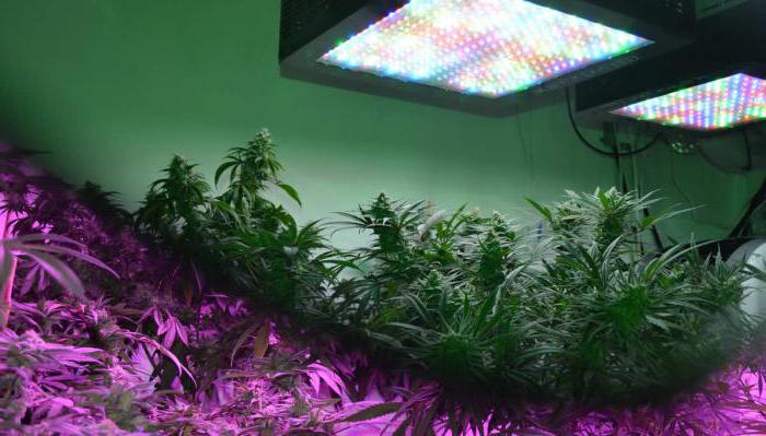 led світильник для рослин 50w