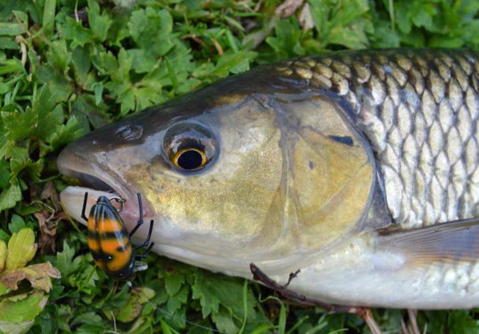 Fishing for Chub at the may beetle