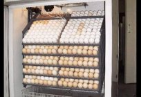 Incubadora automático: dicas para escolher. Auto incubadoras para ovos: viajante, preços