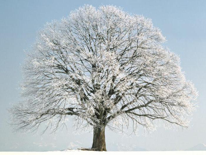 o que acontece com as árvores de inverno