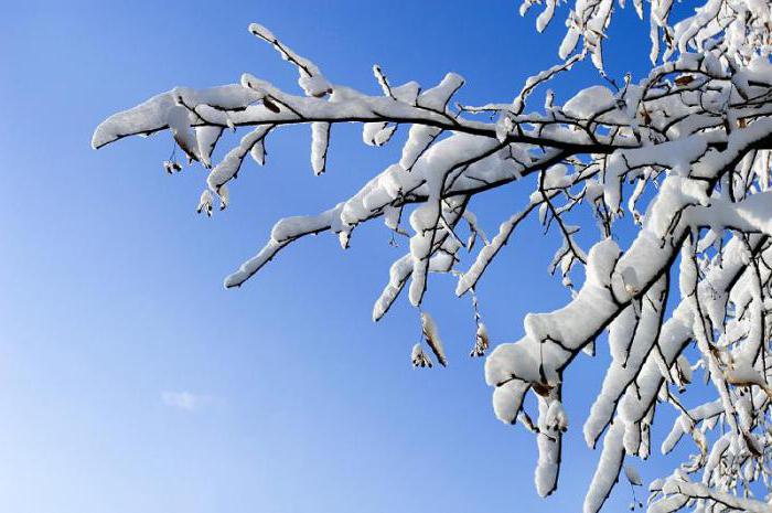 how to grow winter trees