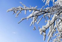 Growing the tree in winter: characteristics of plant development