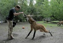 Ruffed Wolf: Lebensraum und Beschreibung