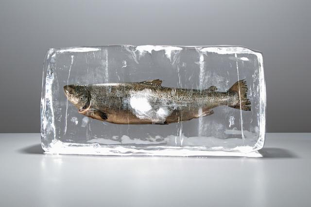 Traumdeutung gefrorener Fisch