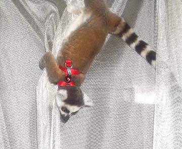 lemur as a pet
