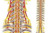 该段的脊髓。 功能的脊髓