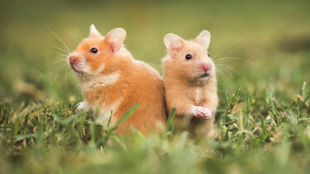 la difusión de джунгарских de los hamsters