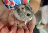 Hamsters джунгарские: cuidados e manutenção em casa, fotos, comentários