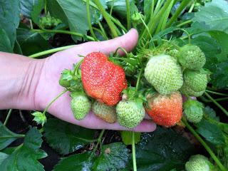 如何种植草莓胡子