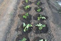 Jak sadzić wąsy truskawek, aby uzyskać obfite plony