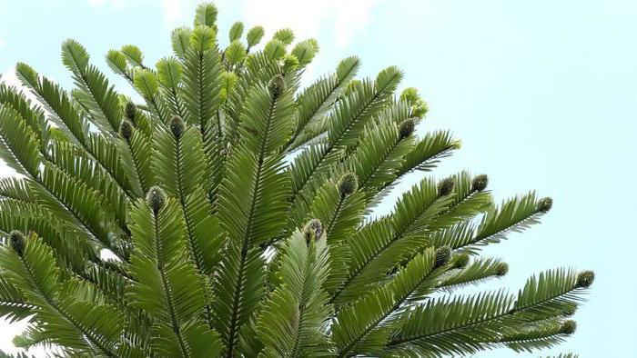 生物学的裸子植物