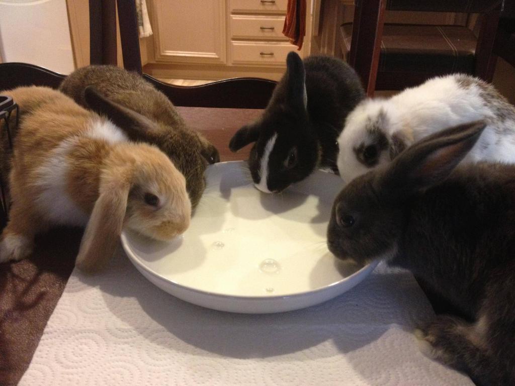 Waterers for rabbits