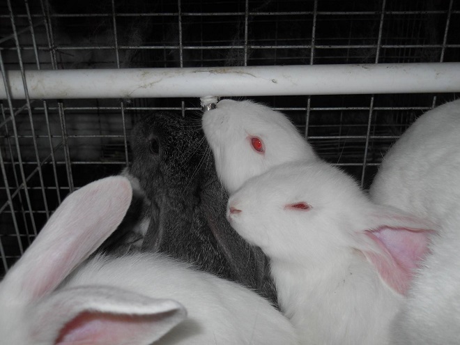 das Anlernen von Kaninchen zu поилке