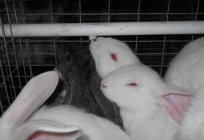 Jak zrobić klatki dla królików własnymi rękami?