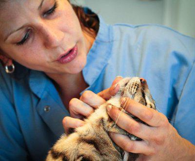 acne treatment in cats