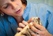 How to treat acne in cats? Acne treatment in a cat on the chin