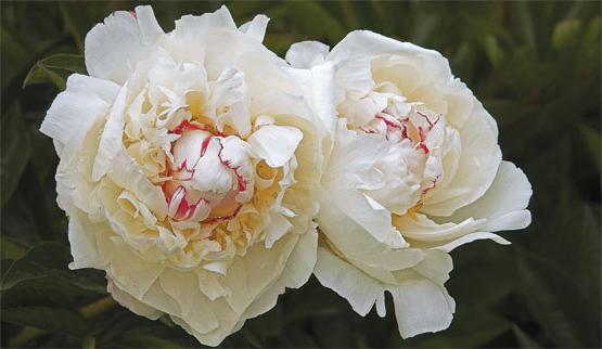 peonies planting and care