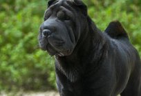 As mais tranquilas de cães da raça: lista, fotos e descrição