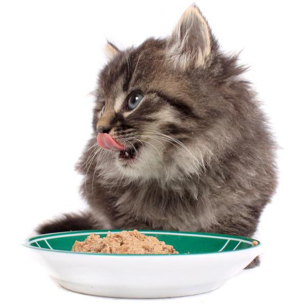 la comida para gatos sensibles a la digestión de