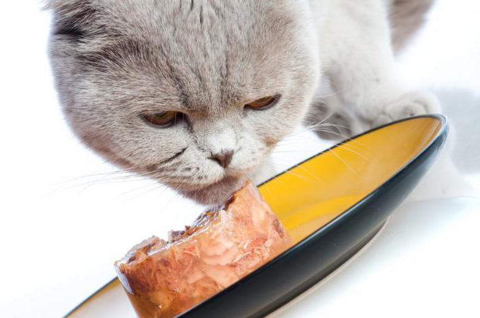 pokarm dla kotów z wrażliwym trawieniem opinie
