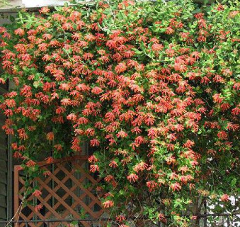 sznurek kwiaty do ogrodu wieloletnich