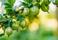 When to transplant a gooseberry: features, technology and reviews