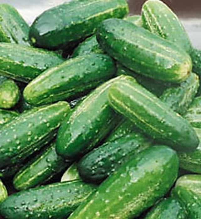high-yielding varieties of cucumbers