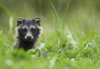 Raccoon dog: description, habitat, lifestyle and nutrition